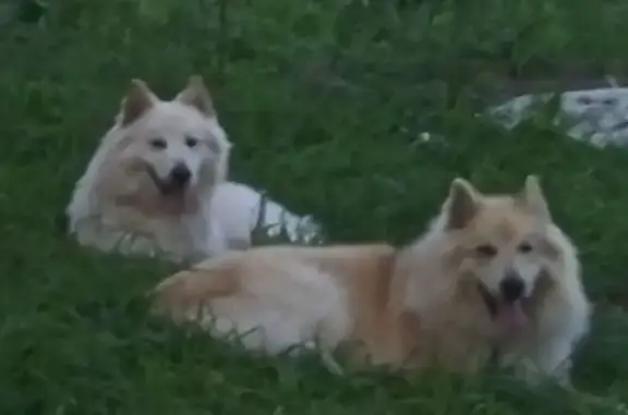 Perro perdido en Vences: macho blanco/crema