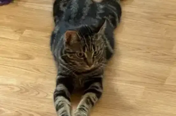 Lost Cat: Small, Striped, Red Sock