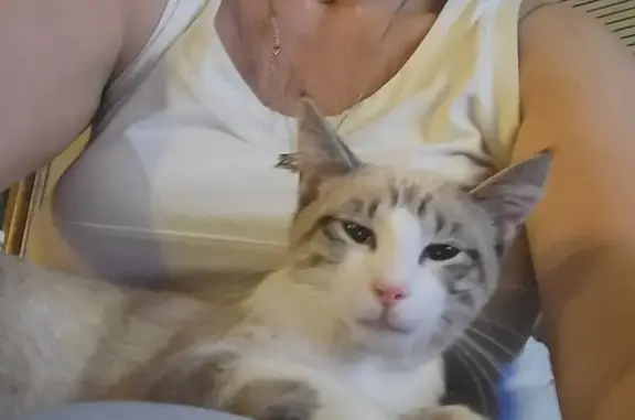 Lost Sweet Snowshoe Cat in Puyallup