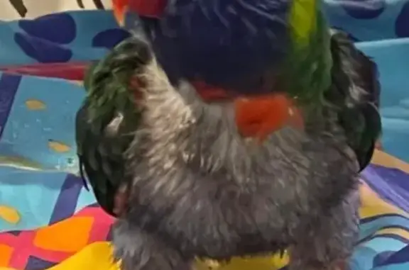 Help Find Skittles: Lost Lorikeet in Mernda