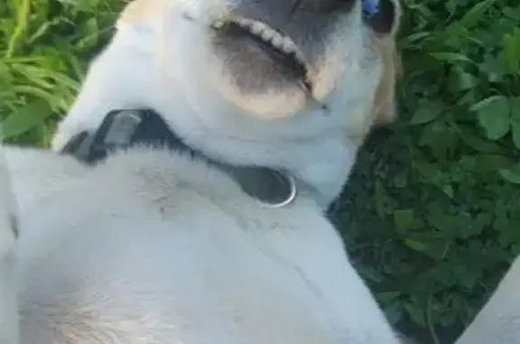 Missing dog Adelaide, photo: Lost Dog: Tan & White in Adelaide
