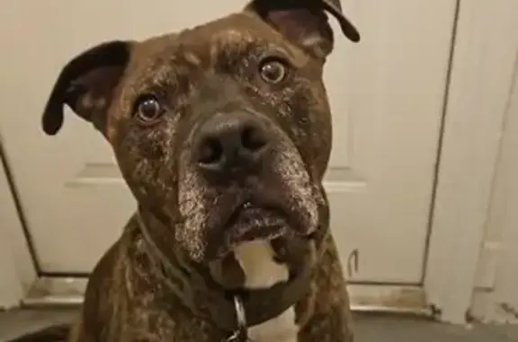 Lost pets , photo: Lost Brindle Pit Bull: ESA Dog Missing