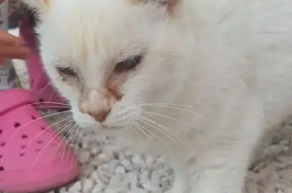 Animaux trouvés Concarneau, photo: Chatte crème trouvée Rue des Maraîchers