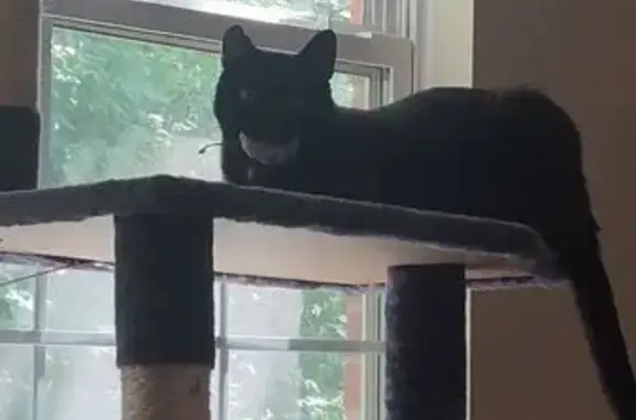 Lost Cat: Black with White Markings, Clarksville