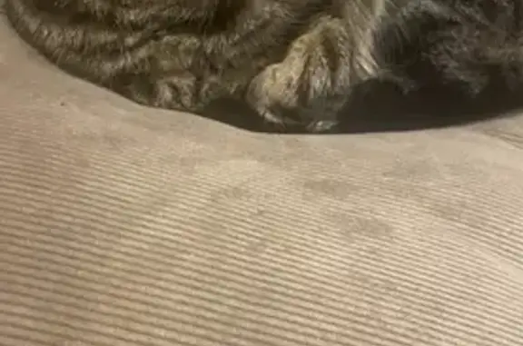 Lost Tabby: Brown/Black, Microchipped