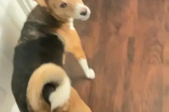 Lost Dog on Western Piedmont Trail
