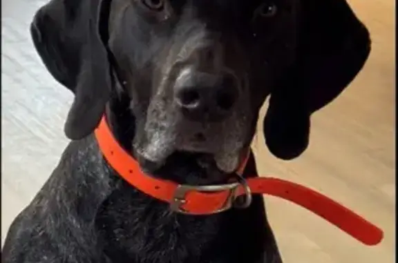 Lost GSP: Liver & Roan, Chapin Area