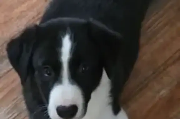 Lost: 2-Month Border Collie in Oklahoma
