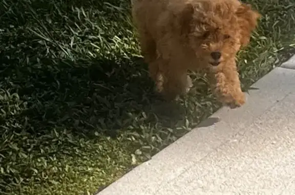 Help Find Stolen Schnoodle Pups!