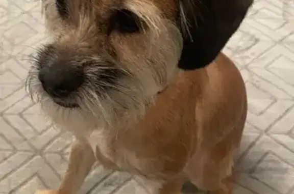 Lost Brown Dog with Eyebrows in WPB