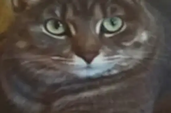 Lost Gray Tabby: Chubby Tail, Black Paws