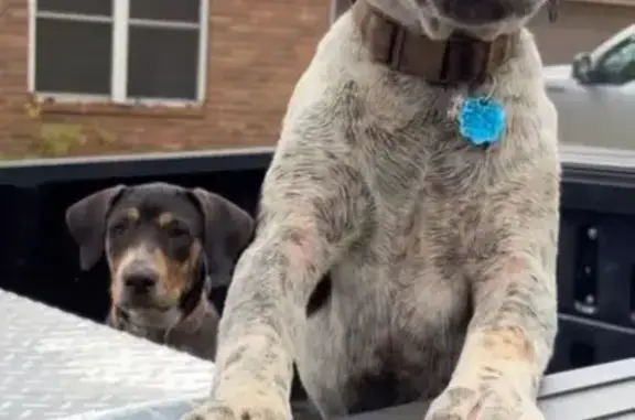 Lost Dog Tom: Black & White with Plaid Collar