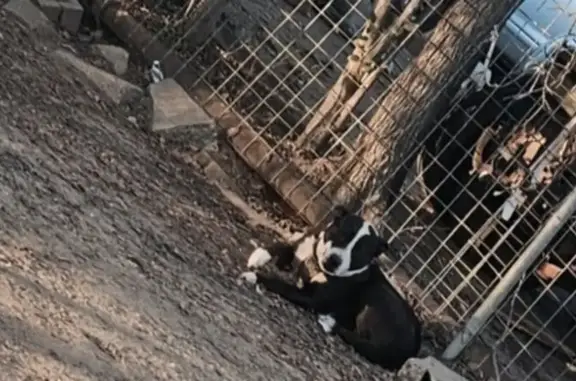 Missing dog Fort Worth, photo: Lost Dog: Black & White Mama, 10 Pups