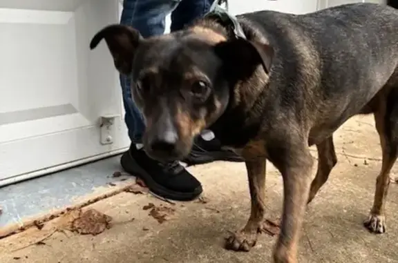 Found dog Cumming, photo: Found Dog: Margie, Black & Tan Mix in GA
