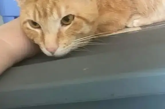 Lost Orange Tabby: Help Find Our Garfield!