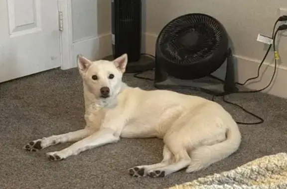 Lost White Jindo: 