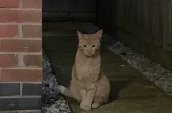 Limping Cat Found on Deane Road, Wilford