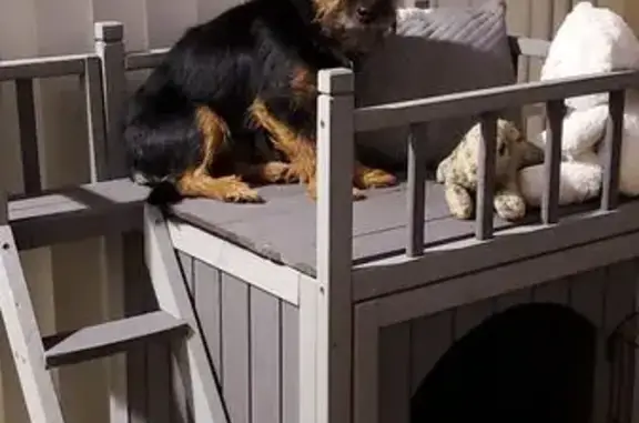Lost Dog: Black/Brown, Blue Collar, Pontiac