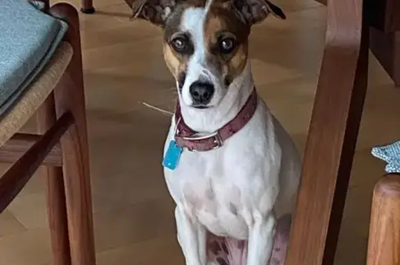 Lost Dog: White Body, Brown/Black Face