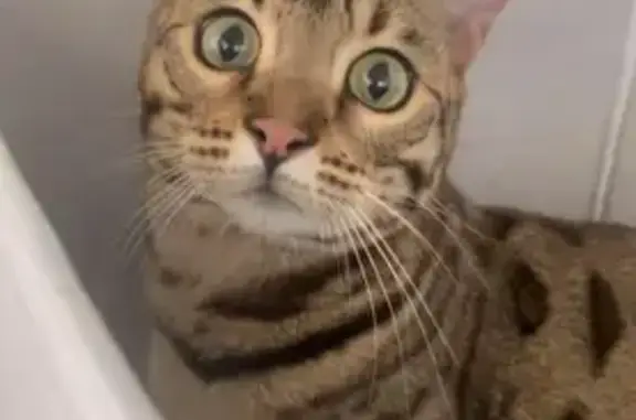 Missing cat , photo: Missing: Slim Bengal Cat with Green Eyes