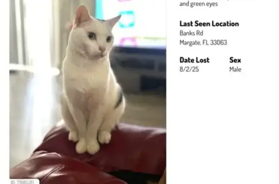 Missing cat Margate, photo: Lost Cat: White with Black Spots, Margate