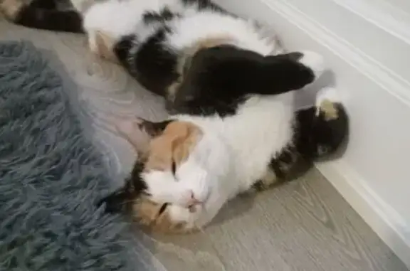 Lost Calico Cat: Pink Nose & Green Eyes