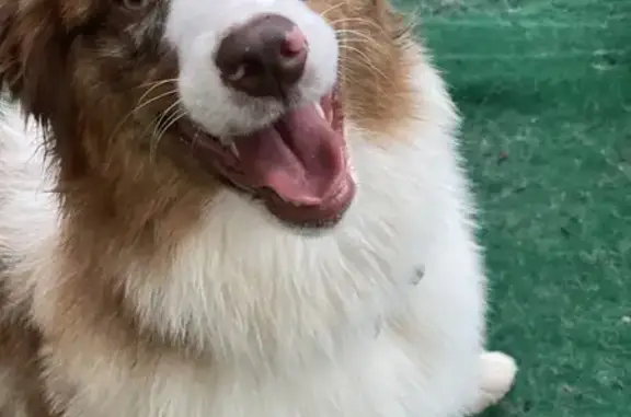 Lost Red Merle Dog on Broadway Ave