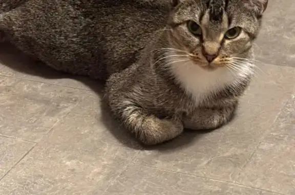 Lost Cat: Gold Chain, Timid & Sweet