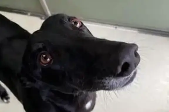 Found dog , photo: Found: Black Male Dog on Pakenham St