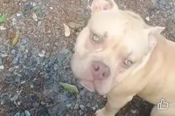 Lost Skittish Dog Near US Highway 319
