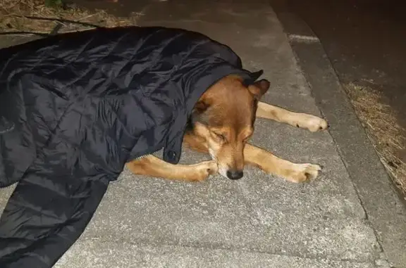 Chien fauve trouvé à Saint-André - photo