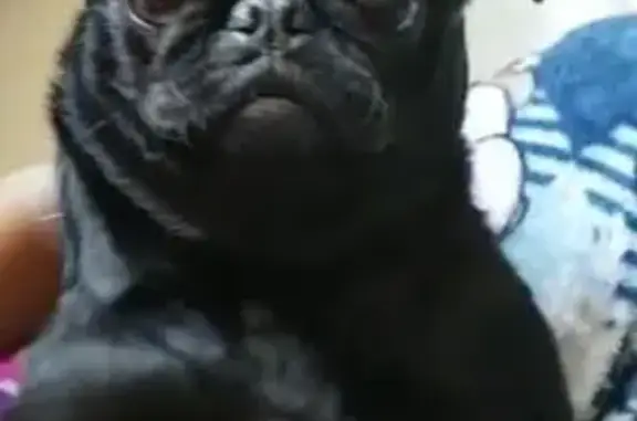 Perro Perdido: Cojea en Campo Patricia