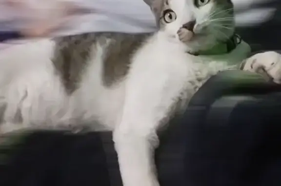 Animales perdidos Celaya, foto: Gato Perdido: Atigrado Blanco con Collar Verde