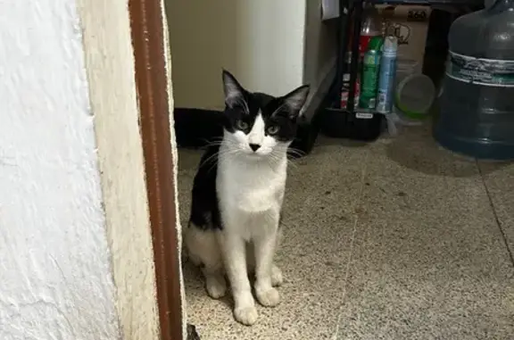 Gatos perdidos, , foto: ¡Ayuda! Tito, gato perdido en Puebla