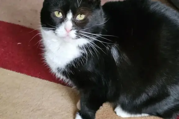 Lost Tuxedo Cat: Skittish, Left Ear Tip