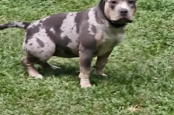 Lost Blue Merle Bully: Cairns St, 54