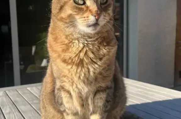 Animaux perdus Wasquehal, photo: Chatte tigrée perdue à Wasquehal