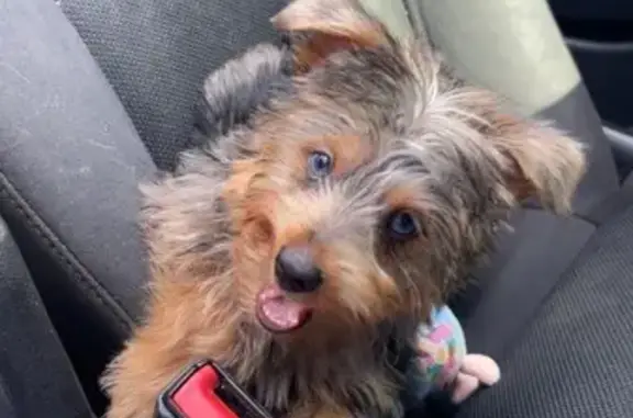 Lost Tricolor Yorkie Pup, Blue Eyes
