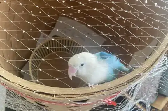 Found: Friendly Blue & White Lovebird