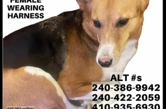 Lost Dog: Curly-Tailed Mix in Maryland