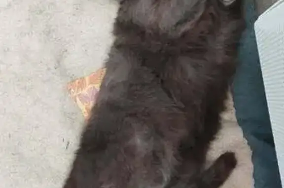Chat gris perdu à Maubec, contactez-nous - photo