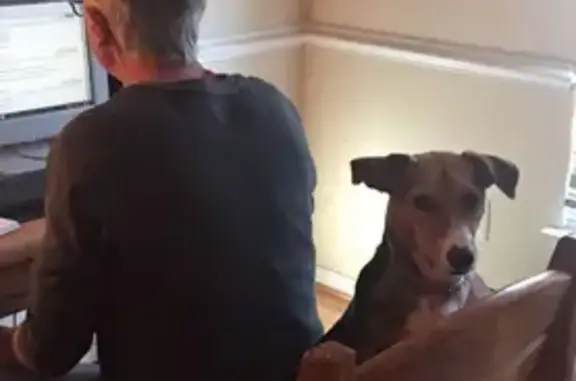 Lost Dog: Curly-Tailed Mix in Maryland