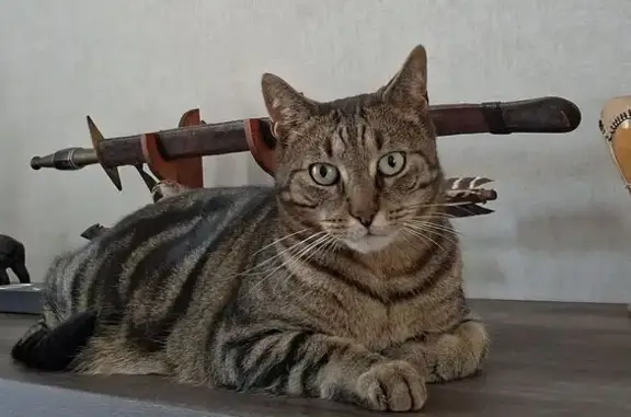 Chat perdu à Morancez : Bruno sociable - photo