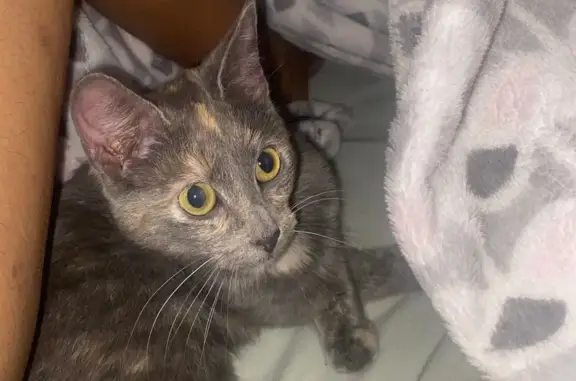 Animaux trouvés Villemandeur, photo: Chatte écaille de tortue trouvée à Villemandeur