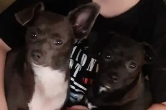 Lost pets Bullhead City, photo: Lost Dog: Gray & White, One Ear Up