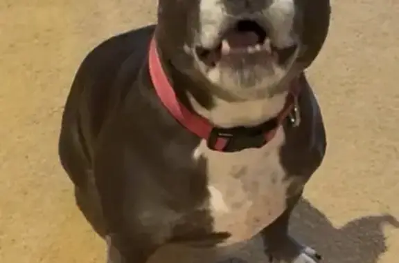 Lost: Archie the Blue Staffy in Picnic Way