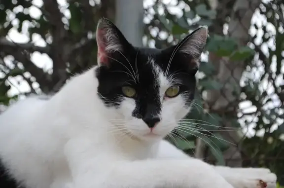 Gato Perdido: Blanco y Negro con Collar Seresto