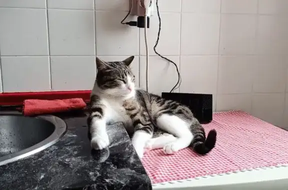 ¡Gato Perdido! Marrón Rayas Negras en Carrio