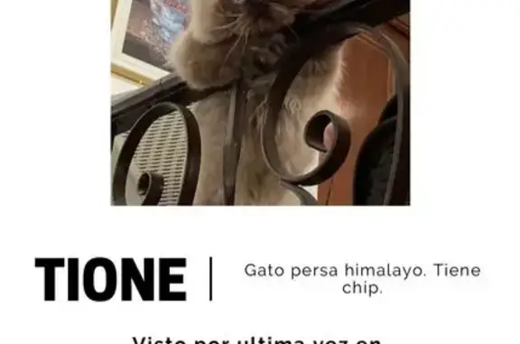 ¡Gato Perdido! Chip y Castrado en Los Palacios