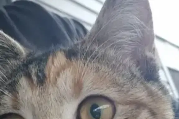Lost Brown Tabby Kitten on Hector St, Syd